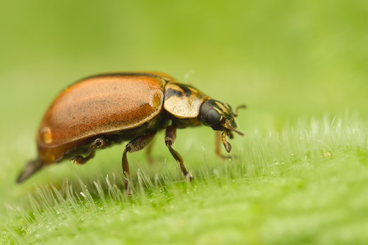 Larch Ladybird 3